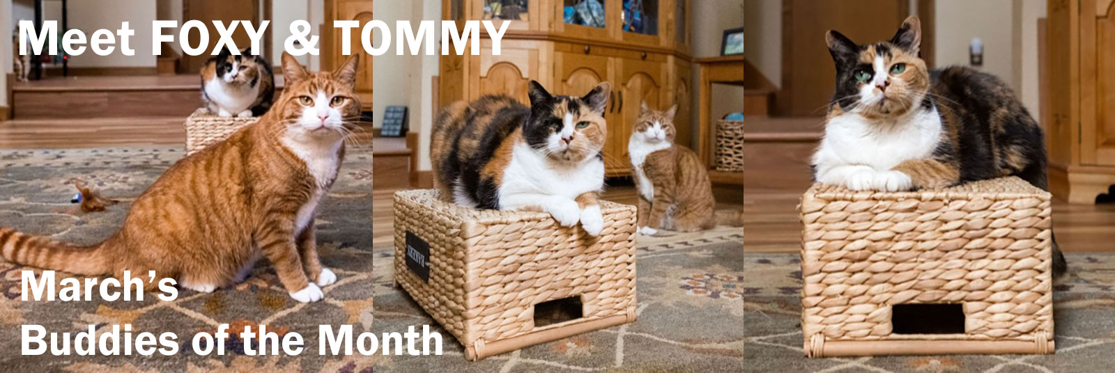 Foxy and Tommy, March 2024 buddies of the month